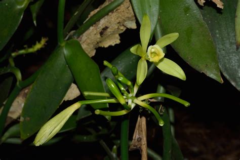 Vanilla planifolia 